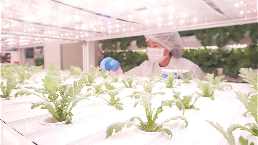 plant factory