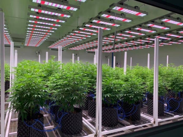 ทำความเข้าใจการปลูกกัญชา พร้อมแนะนำวิธีการดูแลกัญชาที่มือใหม่ควรรู้