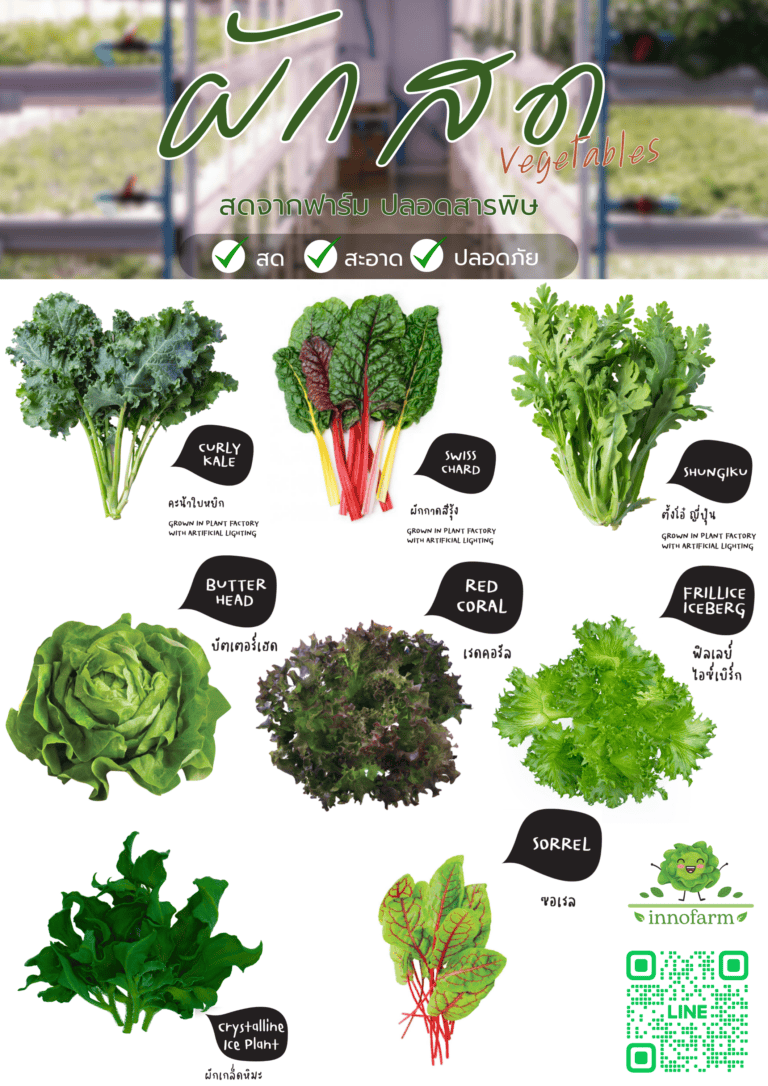 แชร์วิธีปลูกผักสลัดกินเองง่าย ๆ ในพื้นที่จำกัด ใช้อุปกรณ์เพียงไม่กี่ชิ้น!